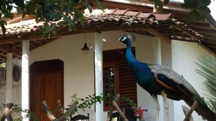 Peacock Garden Bed & Breakfast Тангале Екстериор снимка