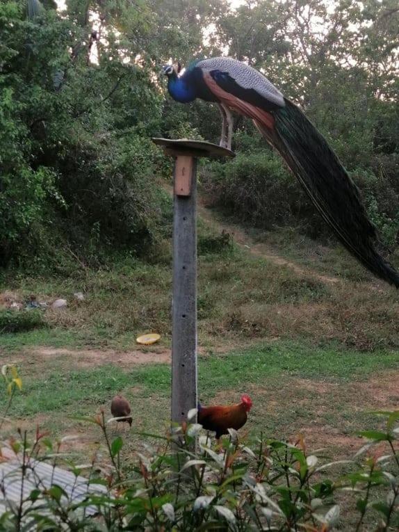 Peacock Garden Bed & Breakfast Тангале Екстериор снимка